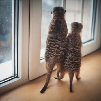 The meerkats or suricates, Suricata suricatta, in front of window