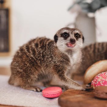 The meerkats or suricates, Suricata suricatta, eating sweets and donuts