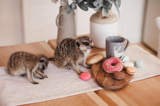 The meerkats or suricates, Suricata suricatta, eating sweets and donuts