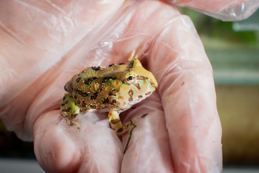 The Brazilian horned froglet, Ceratophrys aurita, on hand