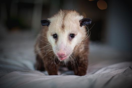 The Virginia or North American opossum, Didelphis virginiana, on a bed