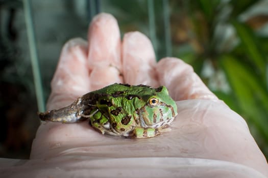 The Brazilian horned froglet, Ceratophrys aurita, on hand