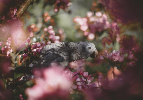 African Grey Parrot, Psittacus erithacus timneh, on the apple tree in spring garden