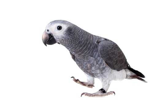 African Grey Parrot, Psittacus erithacus timneh, isolated on white background