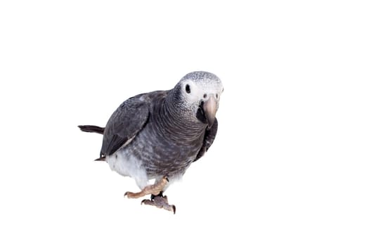 African Grey Parrot, Psittacus erithacus timneh, isolated on white background