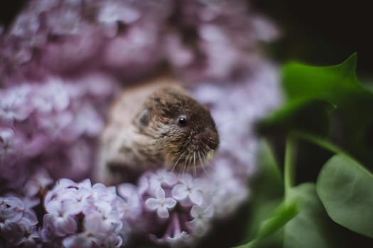 The eastern mole vole, Ellobius tancrei, on white