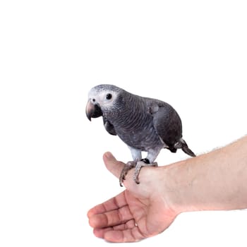 African Grey Parrot, Psittacus erithacus timneh, isolated on white background