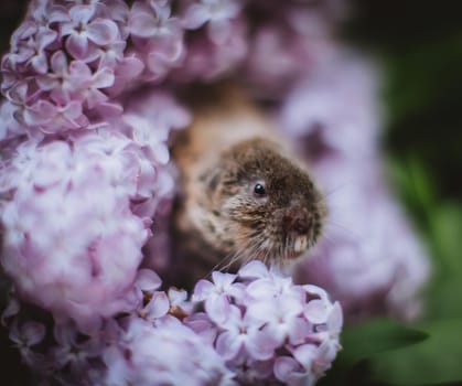 The eastern mole vole, Ellobius tancrei, on white