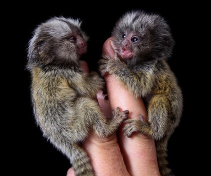 The new born common marmosets, Callithrix jacchus, 2 days old, isolated on black background