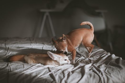 Pretty Fennec fox cub with eyeless chuhuahua dog