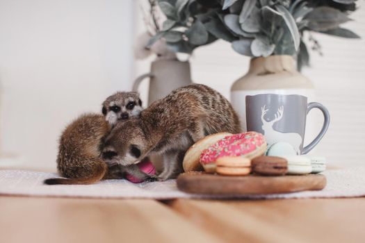The meerkats or suricates, Suricata suricatta, eating sweets and donuts
