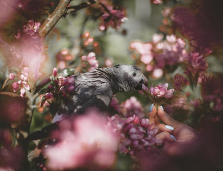 African Grey Parrot, Psittacus erithacus timneh, on the apple tree in spring garden