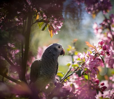 African Grey Parrot, Psittacus erithacus timneh, on the apple tree in spring garden