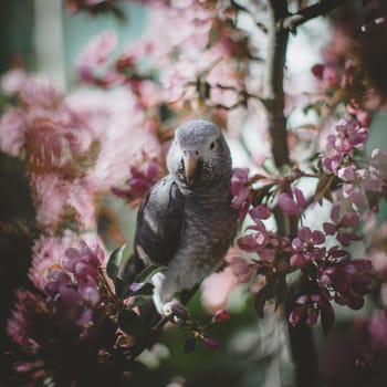 African Grey Parrot, Psittacus erithacus timneh, on the apple tree in spring garden