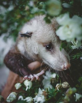 The Virginia or North American opossum, Didelphis virginiana, in the garden