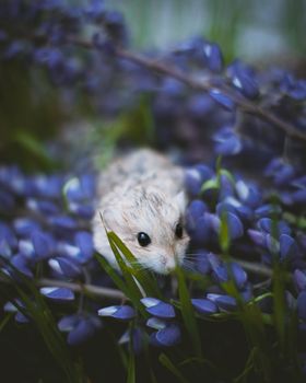 The fat-tailed gerbil, Pachyuromys duprasi, in a garden with flowers