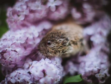 The eastern mole vole, Ellobius tancrei, on white