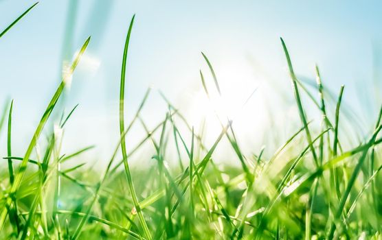 Earth landscape, growth and natural environment concept - Fresh grass and sunny blue sky on a green field at sunrise, nature of countryside