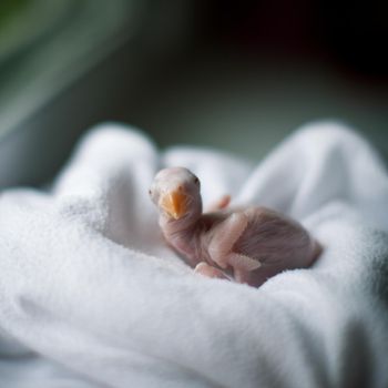 The rose-ringed or ring-necked parakeet, Psittacula krameri, newborn chick