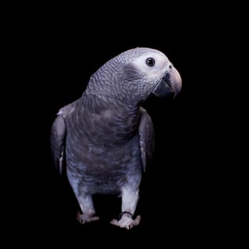 African Grey Parrot, Psittacus erithacus timneh, isolated on black background