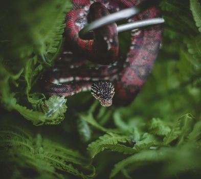 Red Amazon tree boa, corallus hortulanus, on a branch in the garden