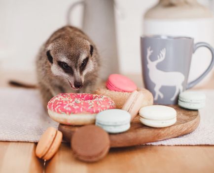 The meerkat or suricate, Suricata suricatta, eating sweets and donuts