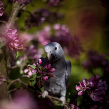 African Grey Parrot, Psittacus erithacus timneh, on the apple tree in spring garden