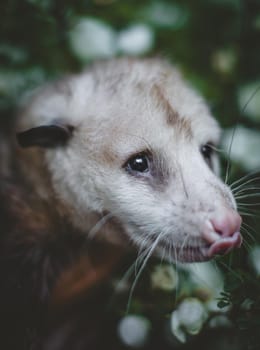 The Virginia or North American opossum, Didelphis virginiana, in the garden