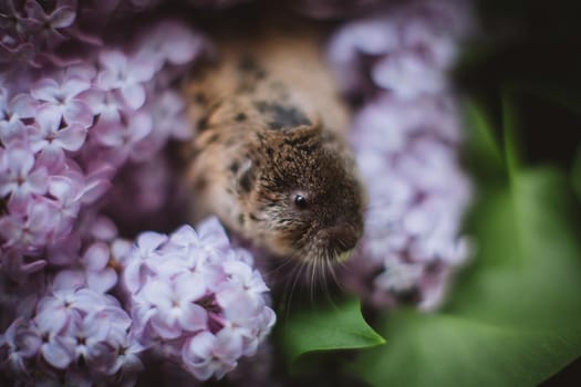 The eastern mole vole, Ellobius tancrei, on white