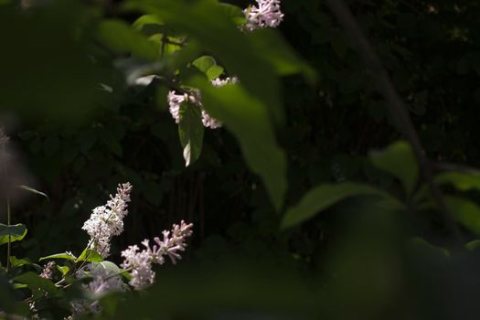 Flower background - lilac flowers in spring garden . High quality photo