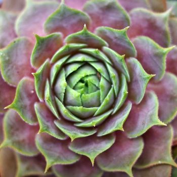 Close up of a houseleek variety. It's a Sempervivum tectorum plant, a succulent