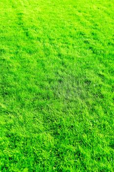 Nature, garden and golf landscape concept - Grass field background, perfect backyard lawn