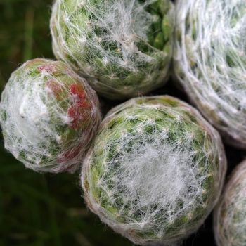 Close up of a houseleek variety. It's a Sempervivum arachnoideum plant, a succulent