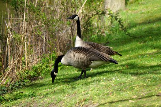 Two Canada geese or Canadian geese standing at a waterside. This  is a wild goose with a black head and neck, white cheeks and a brown body.
