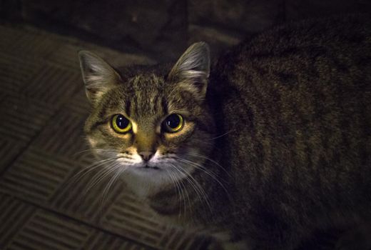 Portrait of sitting cat. Dark portrait photo of whiskered kitten.