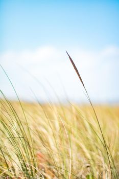 Beauty in nature, balanced lifestyle, environmental concept - Rustic spring field