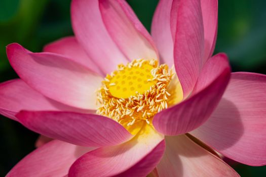 A pink lotus flower sways in the wind. Against the background of their green leaves. Lotus field on the lake in natural environment