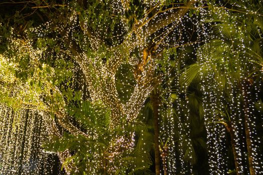 Decorative outdoor string lights hanging on tree in the garden at night time 