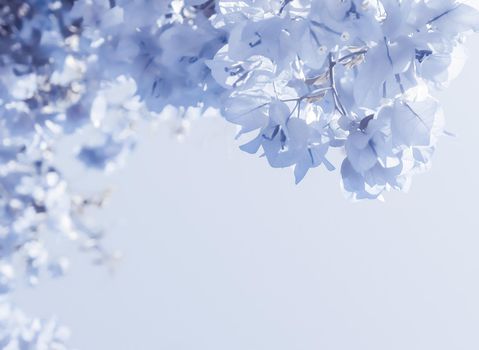 Flower background, spring nature and botanical beauty concept - Blue floral composition