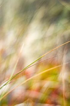 Beauty in nature, balanced lifestyle, environmental concept - Rustic spring field