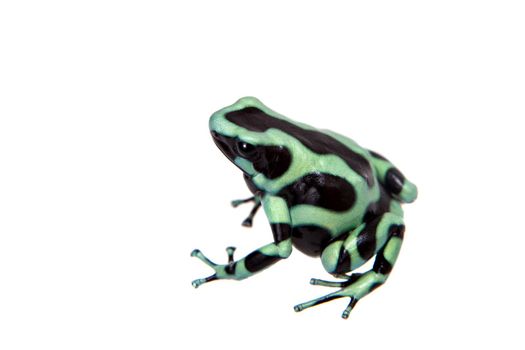 Green-and-Black Poison Dart Frog, Dendrobates auratus on white background.