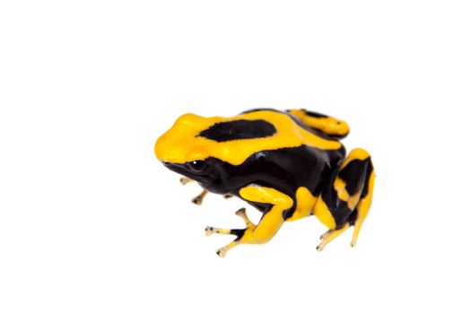 La Fumme Blue Dyeing Poison Dart Frogling, Dendrobates tinctorius, on white background.