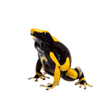 La Fumme Blue Dyeing Poison Dart Frogling, Dendrobates tinctorius, on white background.