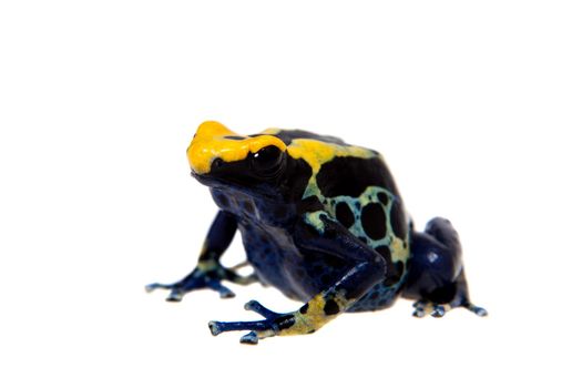 Robertus dyeing poison dart frog, Dendrobates tinctorius, isolated on white background