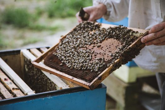 Beekeeper inspecting honeycomb frame at apiary at the summer day.