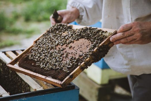 Beekeeper inspecting honeycomb frame at apiary at the summer day.