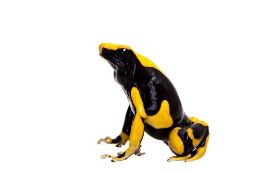 La Fumme Blue Dyeing Poison Dart Frogling, Dendrobates tinctorius, on white background.