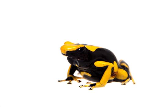 La Fumme Blue Dyeing Poison Dart Frogling, Dendrobates tinctorius, on white background.