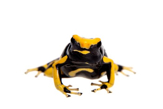 La Fumme Blue Dyeing Poison Dart Frogling, Dendrobates tinctorius, on white background.