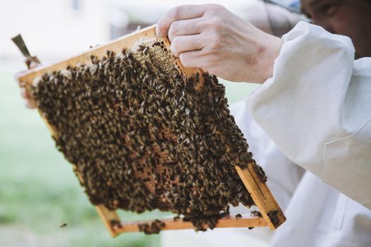 Beekeeper holding a honeycomb full of bees. Beekeeper in protective workwear inspecting honeycomb frame at apiary.